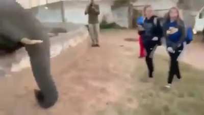 Elephant punch!