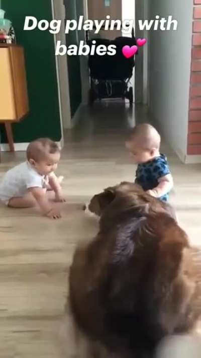 Dog playing with babies