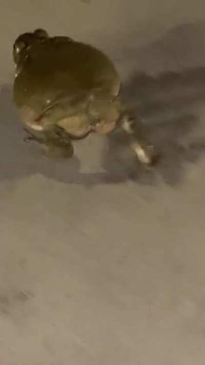 Anyone know what type of toad this is? It&rsquo;s here in Tucson, Arizona.