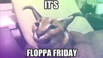 Floppa friday!