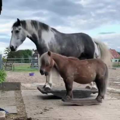 Rocking horses