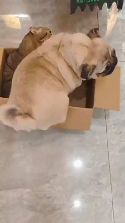 "You don't fit. Don't fit. Don't fit......dammit."