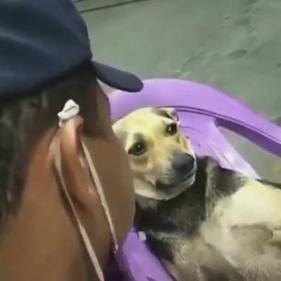 Pitoco &eacute; o tal do cachorr&atilde;o