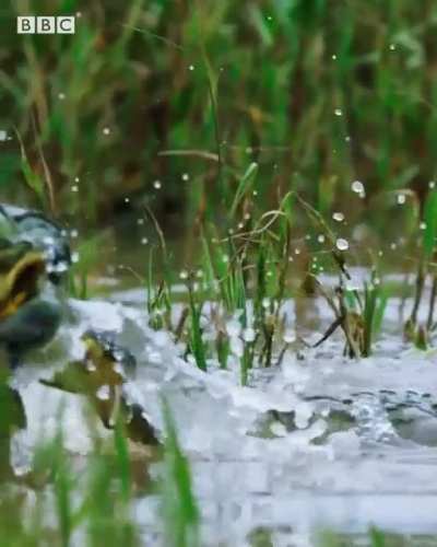 Male bullfrogs battle for mating rights, excerpt taken from the BBC's The Mating Game