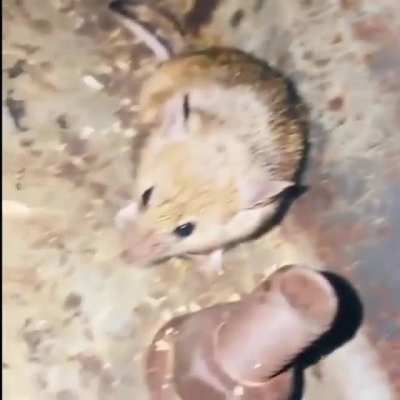 Cursed_NewYork