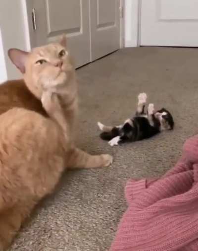 Help I've fallen and I can't get up!