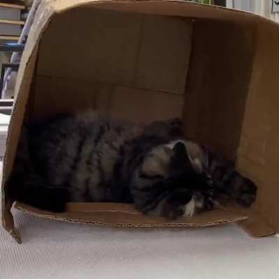 This Box arrived with 40lbs of Catnip&hellip;