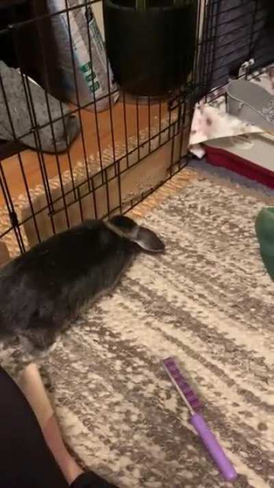 Someone got a little too excited about fresh hay