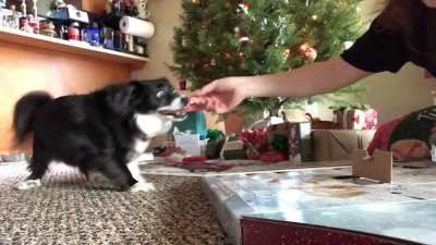 Advent Calendars aren&rsquo;t just for humans! 🐶🎄