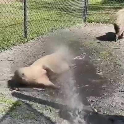 Carpinchos ba&ntilde;andose
