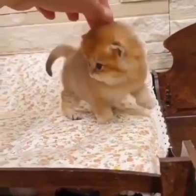 Котищщще