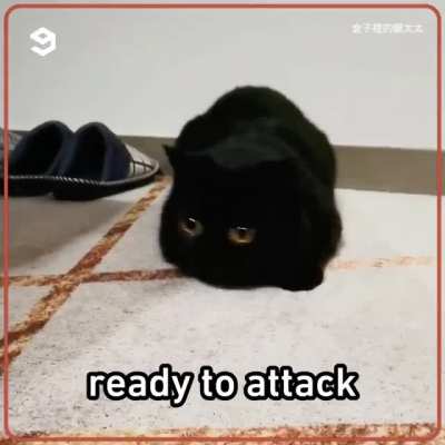 The kinda cat all introverts wanna be