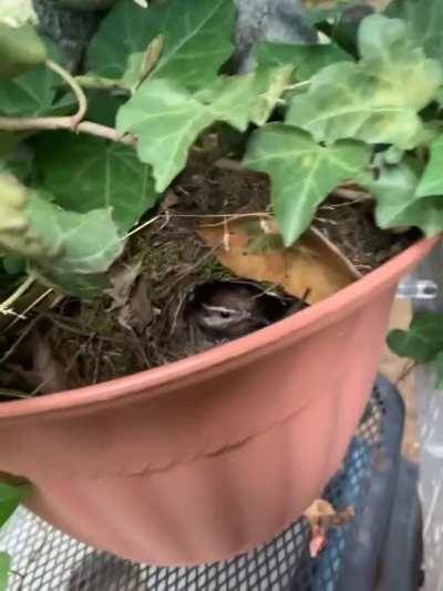 Maybe Maybe Maybe