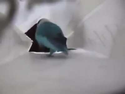 Tippy Taps in a bag