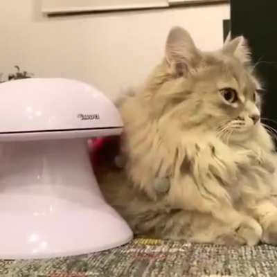 to get kitty in a playful mood