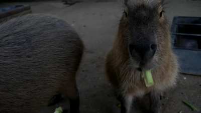 Day 351 of posting capybara videos to r/forsen