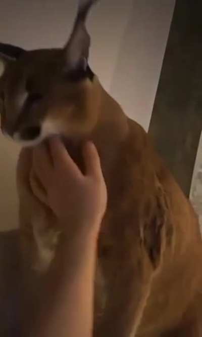 scratch the flop