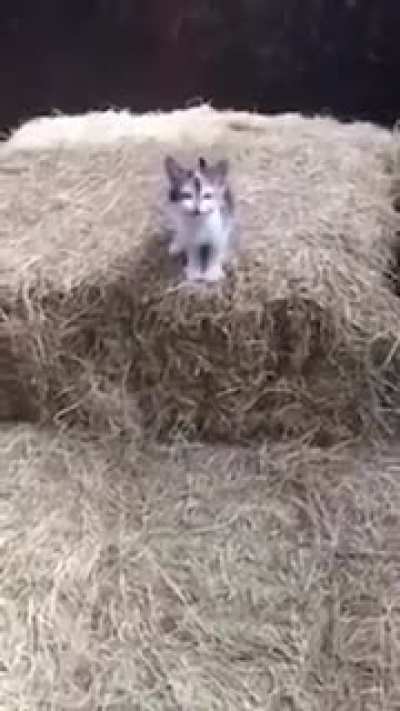 vIcIous BEASt attacKS CamEra operatOR WHO GETs tOO cLOse