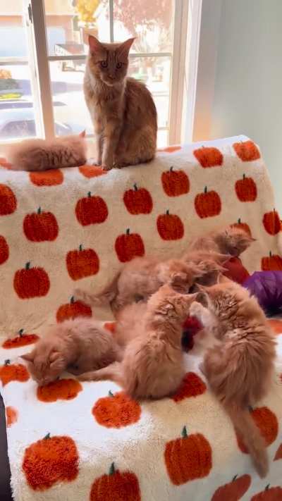 Red Litter&rsquo;s First Halloween 🧡🎃