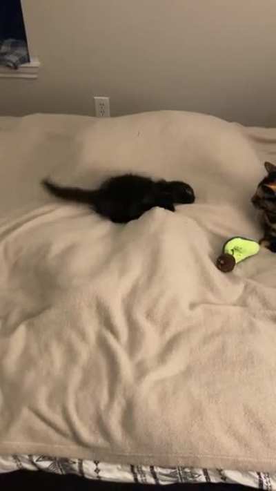 Introducing&hellip;.Midnight!