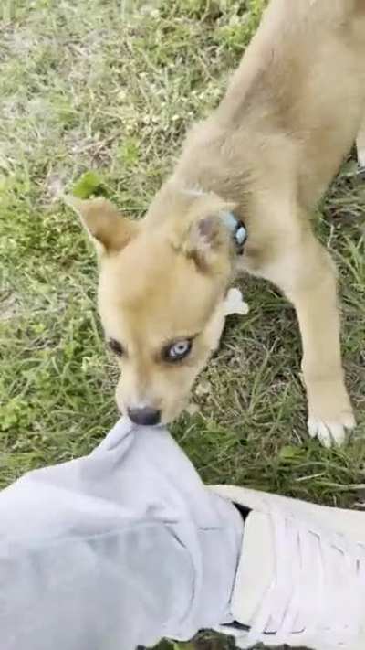 Get a puppy they said, it&rsquo;ll be fun they said 😅