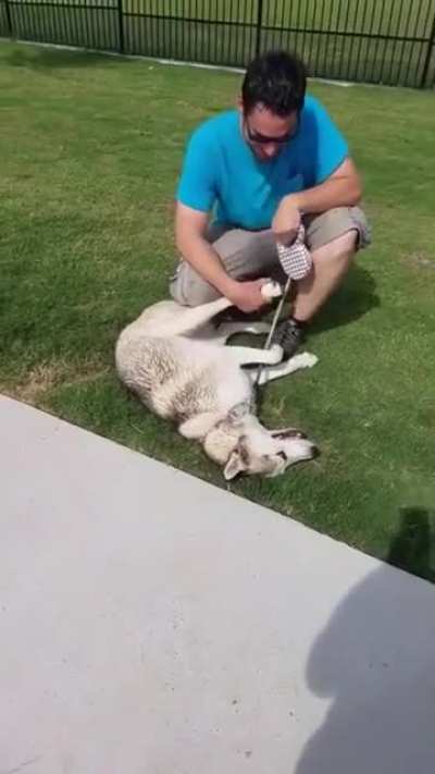 Huskey throws a tantrum because he has to leave the dog park