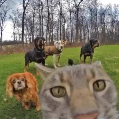 cat but epic