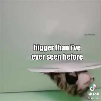 This is so cute and the random meow is just gold