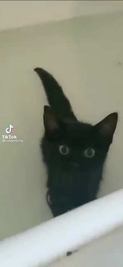 Purrfect