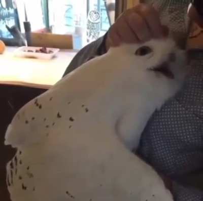 superb cuddles