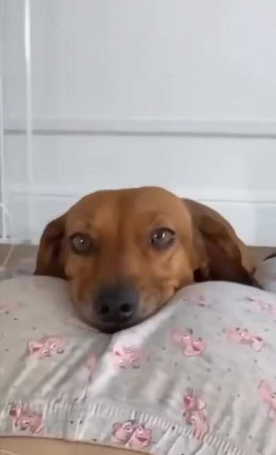 Bring me a dream