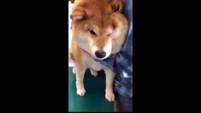 Dog........LOL