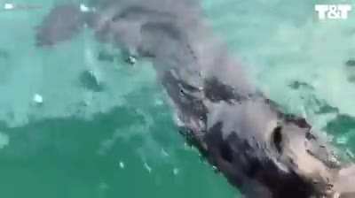 Sea otter jumps onto boat to escape orca with seconds to spare (Alaska)