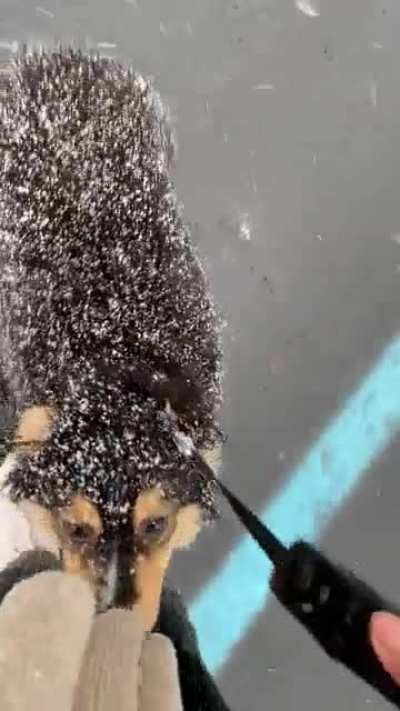DunDun&rsquo;s First Snow!