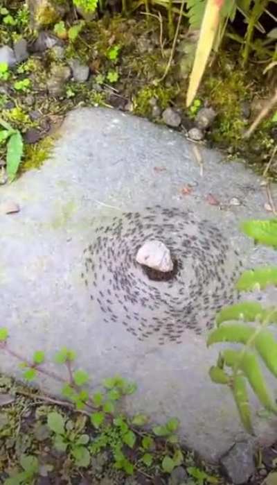 The ants are up to something