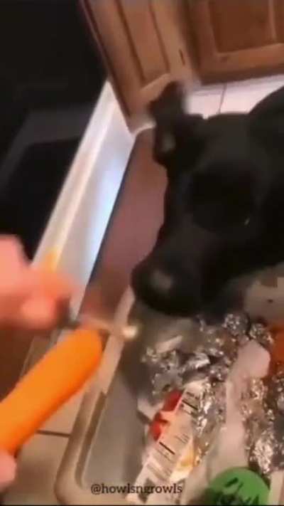 Organic garbage disposal unit