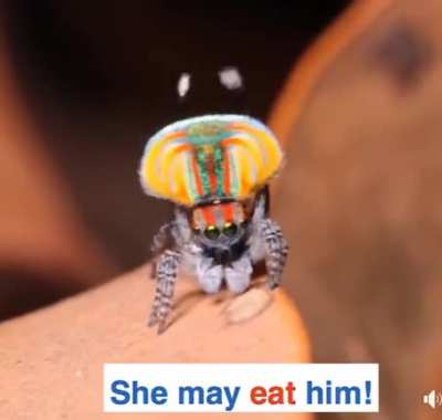 The Maratus Volans "Peacock Spider" Dances to Impress a Mate