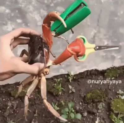crab with common office supplies