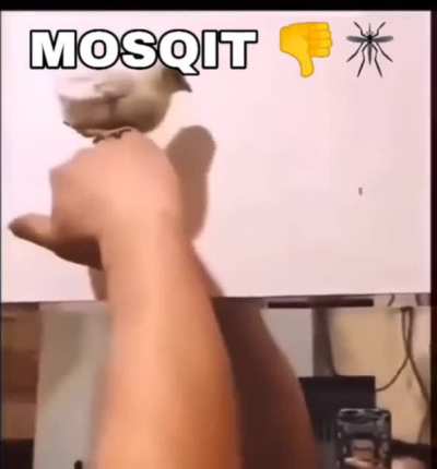 Mosqit 👎