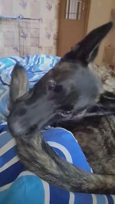 CrAzY DoG DeVoUrS TaIl