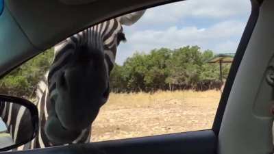 Jerk Zebra
