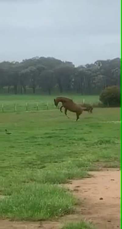 Majestic horse showing off