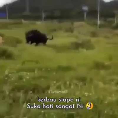 Бык развлекается