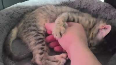 Send help! I'm under attack by a vicious animal!
