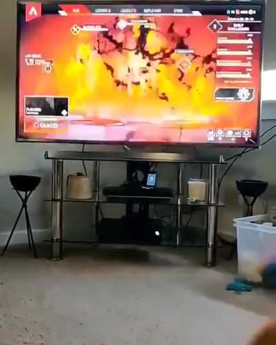 Dog gets scared