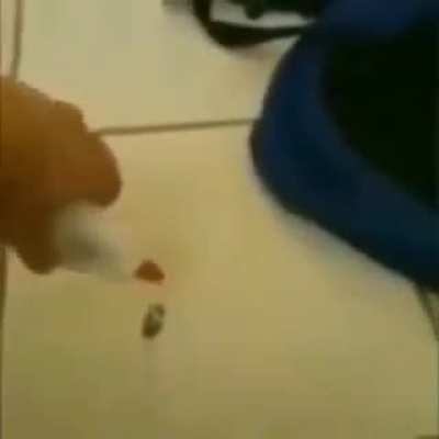 glue on roach baybee
