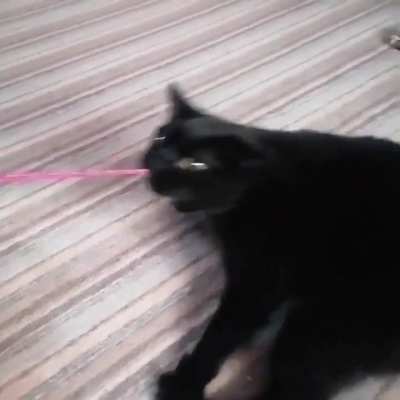 Cat thinks she&rsquo;s a dog playing tug of war