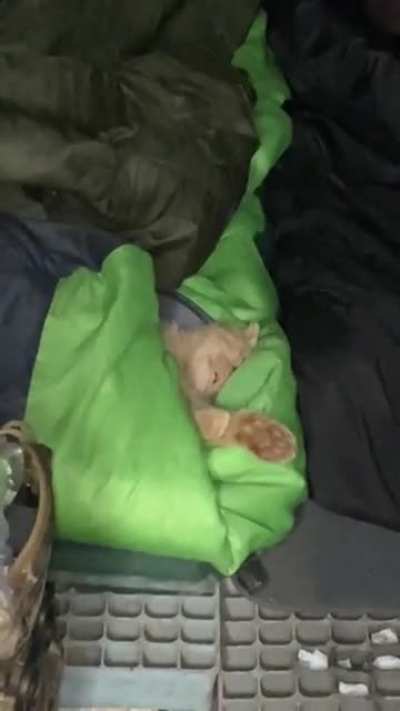 Cat snoring in a soldier&rsquo;s sleeping bag