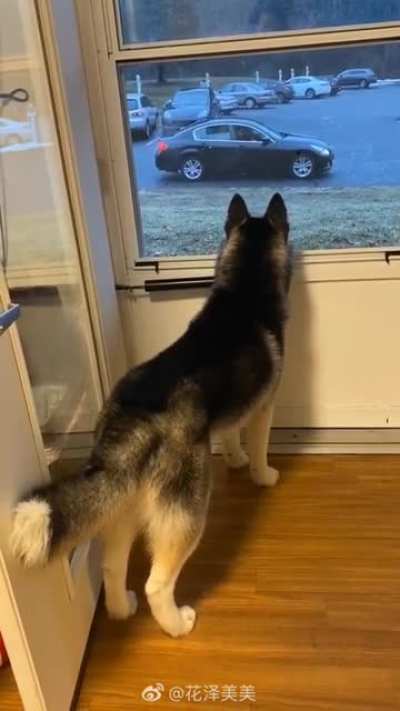That tail droop when the doggo&rsquo;s date left