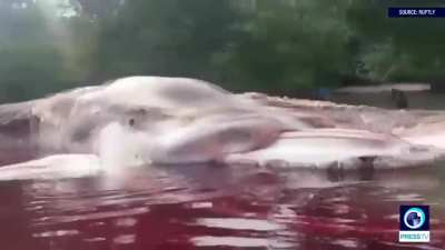 50ft sea&hellip;.thing (Orphan of Kos??) washes up in Indonesian shores